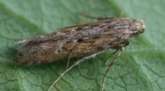 Cartofi și lupta ei